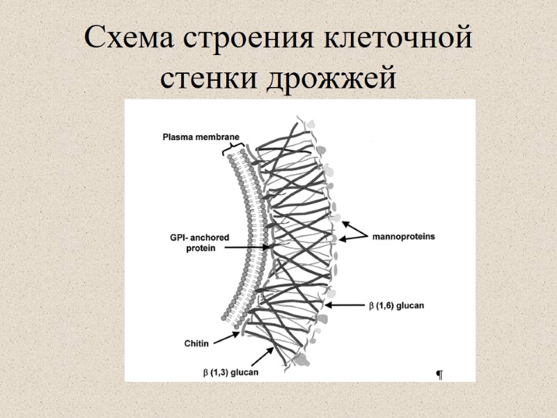 Схема строения клеточной стенки дрожжей